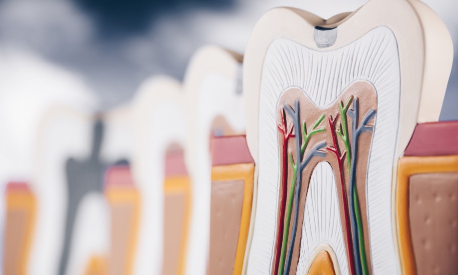 Traitements et retraitements endodontiques à Toulouse